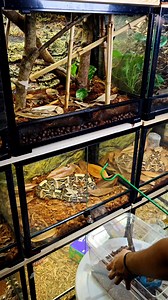 11K views · 329 reactions | Beautiful new pit viper checks out her new enclosure #venomman20 #pitviper #viper #snake #unboxing #animals | Venomman20 | Facebook