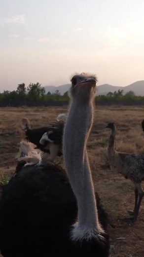 #Gertru #conoce a #plex