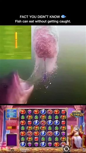 Nature Decoder. US 🇺🇸 on Instagram: "Have you ever seen a fish so smart that it eats the bait without getting caught on the hook? In this incredible video, we witness a fish that completely outsmarts the hook while devouring all the bait. It's fascinating to see how some fish have developed instincts to avoid danger while still feeding. Scientists call this a combination of keen senses, agility, and survival instincts, which helps Fishing is not just about strength or luck; sometimes, it's the