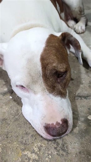 Good evening everyone ♥️💕 #viralshortsvideo #pets #cutepets #pitbull #funnydogs #dog