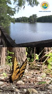 9.2K views · 84 reactions | Come visit Lake Townsen Preserve曆 Hernando County Parks & Recreation | Hernando County Government | Facebook