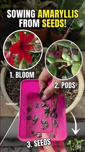 How to Plant Amaryllis Seeds from Scratch