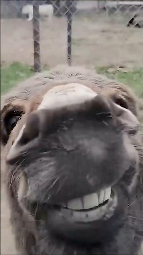 Top 5 Animal Funny Moments That will make you laugh #animals #funny