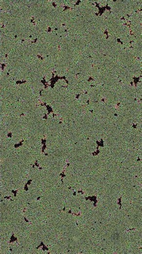 Vibrant life #simulation #physics #automata #colors #colours #beautiful