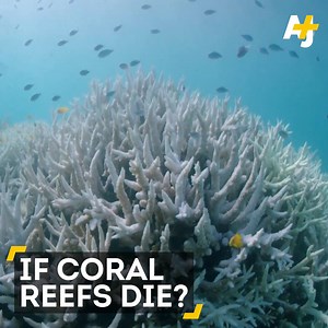 222K views · 3.4K reactions | What happens if the world's coral reefs die? Millions of people could lose a major food source. | AJ+ | Facebook