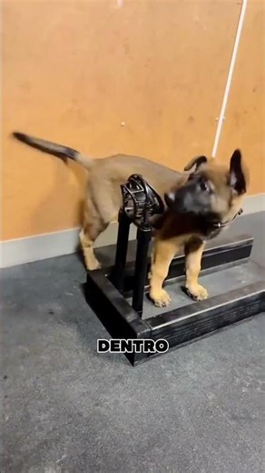 El comedero para perros más extraño de la historia