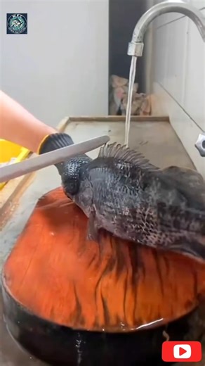 The fish being prepared in the video appears to be an Atlantic tripletail (Lobotes surinamensis)