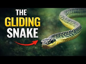 The Flying Snake: How It Glides Without Wings