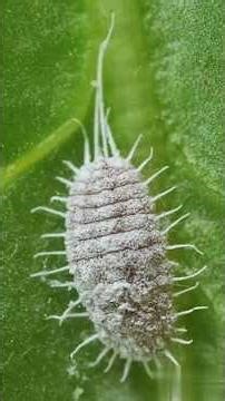 Scale Insects Explained: The Tiny Plant Pests Hiding in Plain Sight.