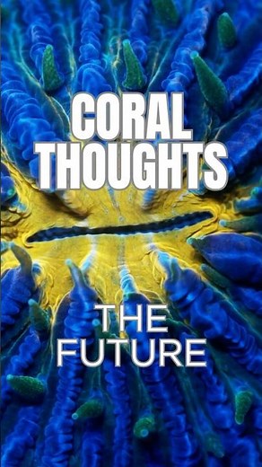 Coral reefs may look timeless, but they’re living on the edge! #coralreefs #marinelife #conservation
