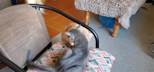 Some folks call Buck "The Equalizer" because his cat herding supervisory skills are so clever 🙀. | Lori Vandiveer