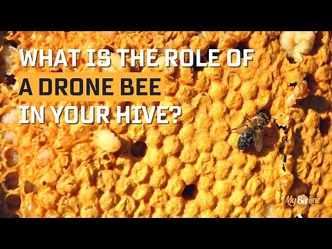 What is the role of a drone bee in your hive?