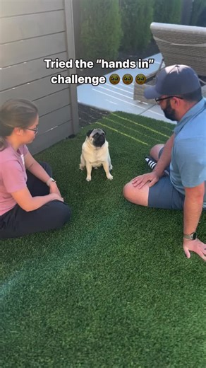 This was too cute!!! #pug #pugs #dogs #pugloversclub #puglover Credit: 📷📸 👑Spud the Pugtato