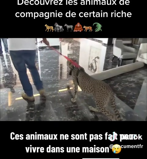 La recherche d'un nouvel animal de compagnie exotique | Reportage animalier