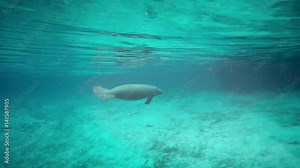 Endangered Florida Manatee (Trichechus manatus latirostris) baby and family in Three Sister's Springs (Crystal River, Florida, USA). Warm spring provides refuge from hypothermia in winter months.