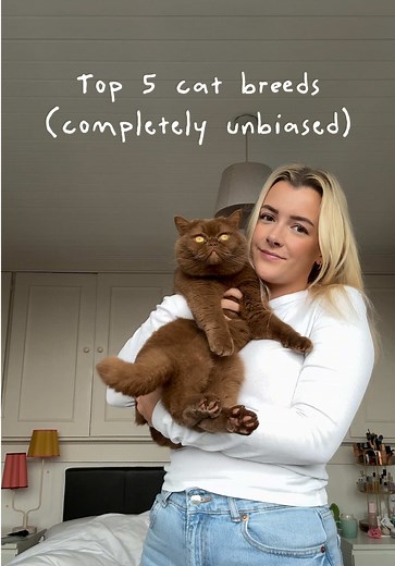 Top 5 cat breeds 🐱 I’ve spent a lot of time researching this so here ... | British Shorthair Cat