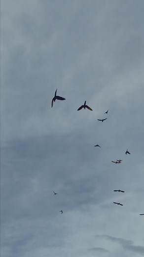 139 reactions · 4 comments | Hahn's Macaw Flies High #parrot #parrotlife #parrotlover #parrotvideo #freefly #pet | Gabriel Wang | Facebook