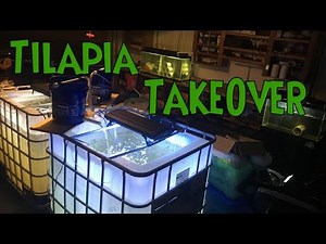 BREEDING TILAPIA In Aquarium - Tilapia Breeding Project Inspiration, Setup and FAILURE
