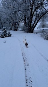 9.2K views · 703 reactions | Heading to the pond for a refreshing swim ❄️謹 | The Ice Farm | Facebook