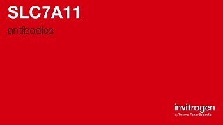 Anti-SLC7A11 Antibodies | Invitrogen