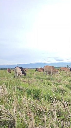 The Happiest Cows You'll See Today! 🐄🌿