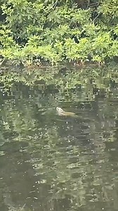 60K views · 513 reactions | Man brings down iguana swimming in water with one shot! #shorts #iguana #water #animals #lizard | Hd zone 21 | Facebook