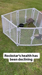 This is a post I never wanted to make. Rockstar’s health was declining after his leg surgery was unsuccessful… I reached out to the best vets across the country, but there were no other options left for my buddy 😞. In all of my years of raising birds, this one hurt the most. He was in my life such a short time, but there’s some connections I can’t explain. My life revolved around him this summer. From having coffee with him every morning on my lap, to hour long car rides multiple times of week 