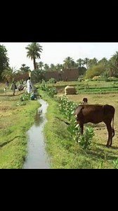 35K reactions · 6.8K shares | الريف المصري | السيد يونس شاعر الريف | Facebook