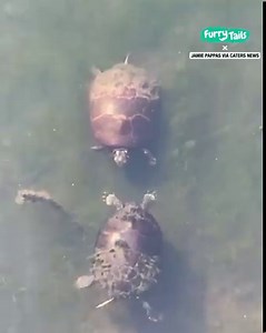 3.9M views · 24K reactions | They were throwing hands! 藍 | Furry Tails | Facebook