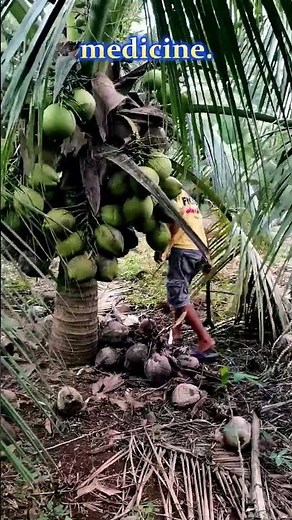 Why Coconut Is a Magical Fruit
