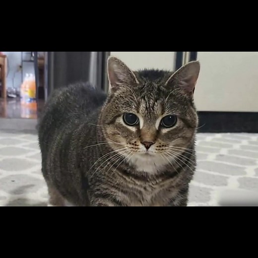 Close up of Ethel the OIIA Cat Spinning