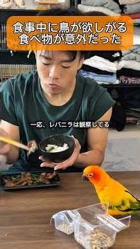 鳥が欲しがった人間の食べ物とは？？🍚 #インコ #コガネメキシコインコ #セキセイインコ #暮らし # #暮らしチャンネル #birds #ごはん #ペット