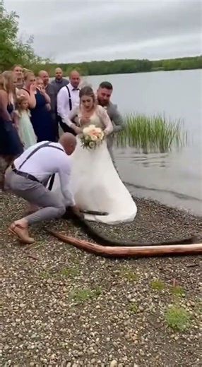 A large lake snake crawled under the bride's skirt