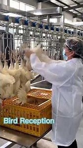 Hang the Chicken with Heavy Duty Shackle