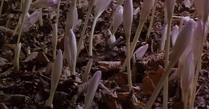 America's Invasive Plants Can Spread Way Further Than We Thought