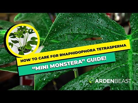 Complete Guide to Rhaphidophora Tetrasperma: How to Care & Grow for “Mini Monstera”
