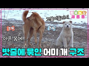 [#새롭동물농장] 밧줄에 몸이 묶인 채 떠도는 누렁이🐶 고통을 참으며 세 꼬물이들까지 돌보는 모성애😭 / EP.1159 #TV동물농장 #AnimalFarm #SBSstory