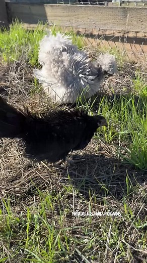 Sounds of happy chickens free ranging 🌞 Featured is Fizzy Pop a little kikiriki pullet in my flock with Phyllis having a cameo. 😂 Some days are heavier than others but sharing moments like these helps. Hope we can share a little joy to lift your day too! Peace 💗 and hugs 🤗 . #chickens #cuteanimals #backyardchickens #pets | Frizzles and Friends