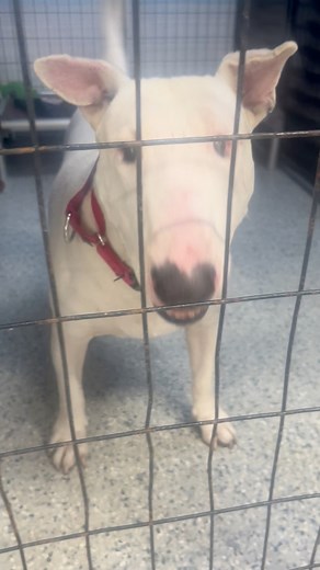 169 reactions · 125 shares | I had to share this BEAUTIFUL Bull...