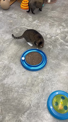 We love listening to the ball rolling as the cats play!! 😻😻 #nofilter #real #sound #furballfarmpetsanctuary #catsofinstagram #cats #playtime #happy #cat www.furballfarmpetsanctuary.com 🐾🐾🐾🐾 | Furball Farm Cat Sanctuary