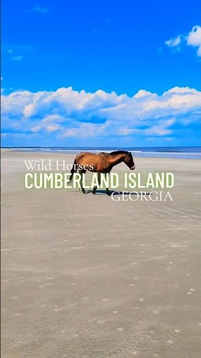 Wild Horses | Cumberland Island, Georgia