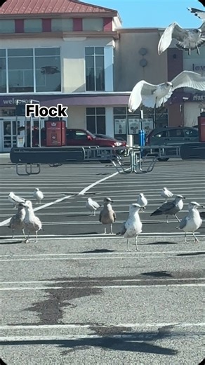 11K views · 151 reactions | 礪 A flock is a gathering of birds that...