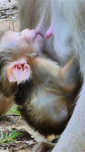 Lucan get smoothly from Loy 2026 (026)