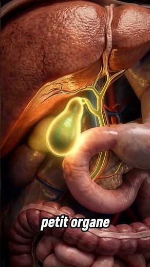 The Gallbladder: The Small Organ That Helps You Digest Fats 🤯