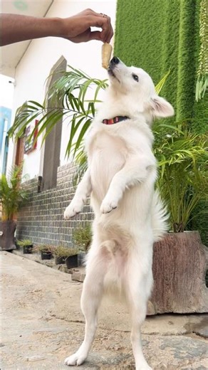 Dog & ant Story shorts video #animals #dog #funny #dogvideos #dogshorts #dogslife #cuteanimal #yt