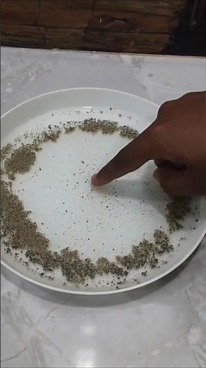 "#Amazing Surface Tension Experiment – Pepper Runs Away!"#Pepper and Soap Science Experiment | Easy