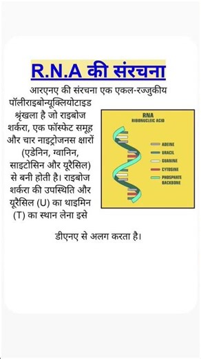 RNA की संरचना || rna ki sanrachna ka varnan kijiye || structure of RNA #rna #rnakisanrachna
