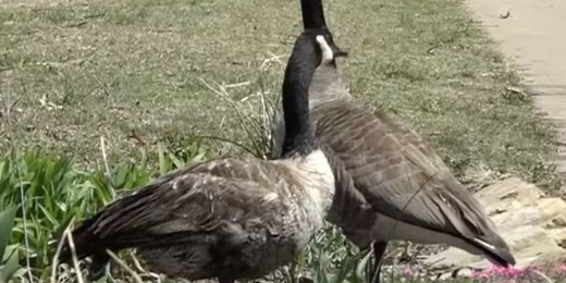 Coyotes scaring geese away at Okemos elementary school