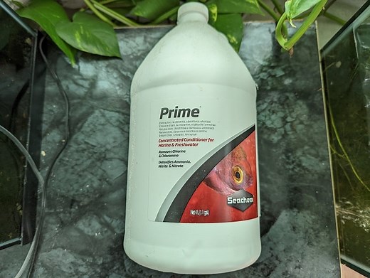 9 reasons why your Guppies are dying (and how you can save them) – Aquarium Blueprints