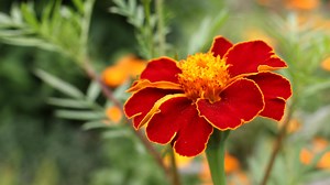 Tagetes säen und pflanzen: Blütenmeer für Beet und Balkon